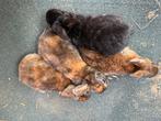 4 dwerg rex voedsters, Vrouwelijk, Dwerg, 0 tot 2 jaar