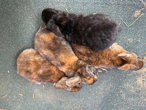4 dwerg rex voedsters, Dieren en Toebehoren, Konijnen, Dwerg, Vrouwelijk, 0 tot 2 jaar