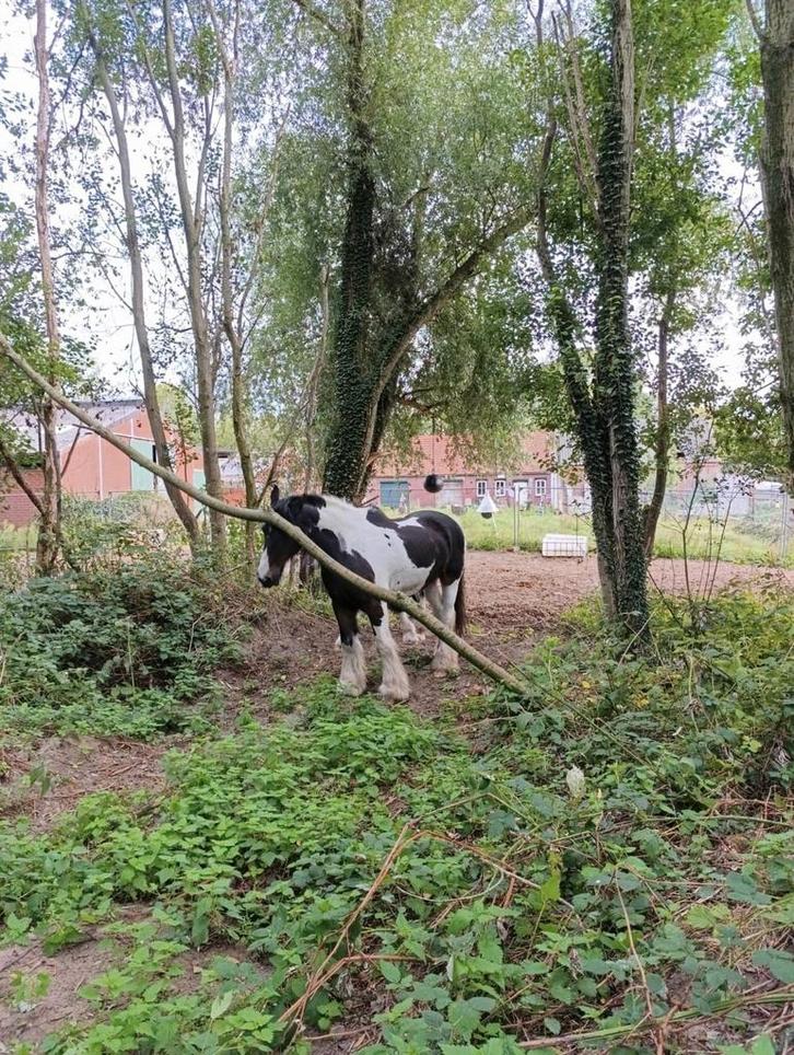 natuur inclusievehuisvesting aangeboden, Dieren en Toebehoren, Stalling en Weidegang, Stalling, Weidegang, 2 of 3 paarden of pony's