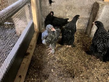 Coq coucou de Malines
