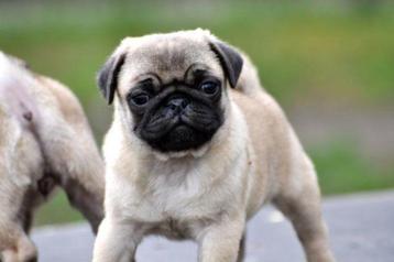 Mops pups mopshond beschikbaar voor biedingen