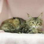 Maine Coon - kittens te koop, Dieren en Toebehoren, Katten en Kittens | Raskatten | Langhaar, Meerdere dieren, Gechipt, 0 tot 2 jaar