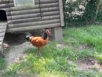 Jonge vorwerk hanen, Dieren en Toebehoren, Pluimvee, Mannelijk, Kip