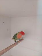 Roseicollie pop 2024, Dieren en Toebehoren, Geringd