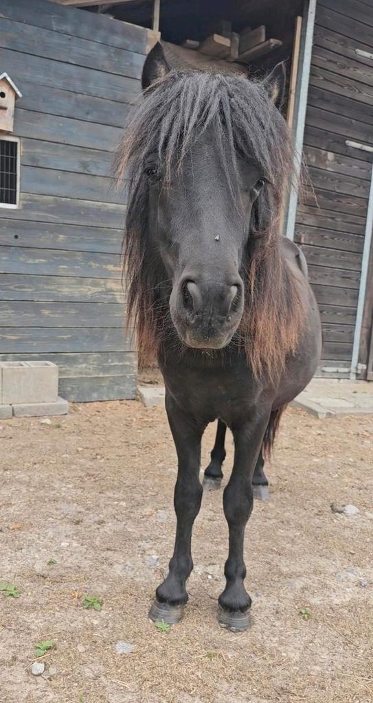 Shetlander, Dieren en Toebehoren, Pony's, Hengst, Niet van toepassing, A pony (tot 1.17m), 0 tot 2 jaar