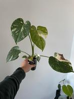 Monstera Thai Constellation, Huis en Inrichting, Kamerplanten, Ophalen of Verzenden