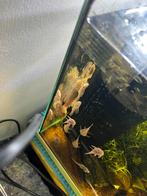 Witte Algeneter kortefin 2 koopel, Dieren en Toebehoren