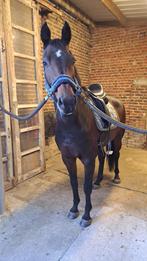Recreatiepaard / Fokmerrie, Dieren en Toebehoren, Paarden, Merrie, B, Gechipt, 7 tot 10 jaar