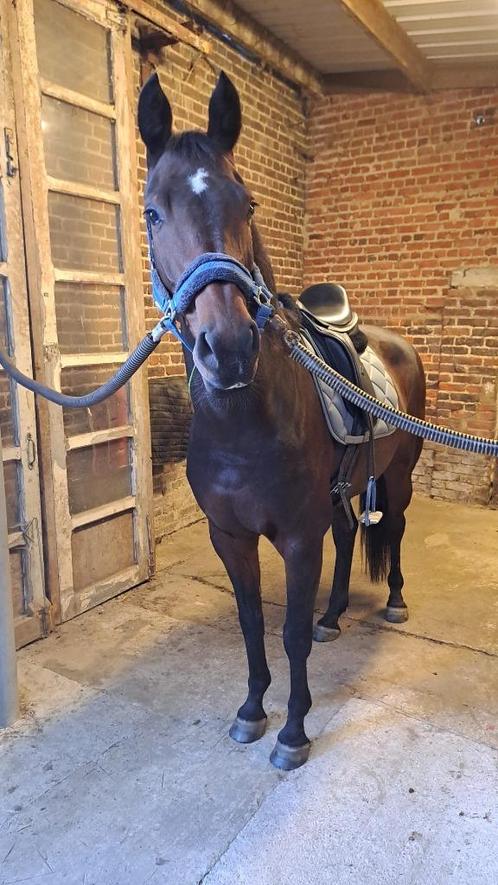 Recreatiepaard / Fokmerrie, Dieren en Toebehoren, Paarden, Merrie, B, 160 tot 165 cm, 7 tot 10 jaar, Recreatiepaard, Met stamboom