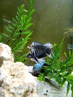 **Altolamprologus calvus 'Black'**, Animaux & Accessoires, Poissons | Poissons d'aquarium
