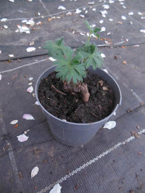 Bloedooievaarsbek (Geranium sanguineum) - paars, Tuin en Terras, Planten | Tuinplanten, Vaste plant, Bodembedekkers, Halfschaduw