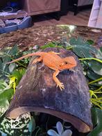 Jonge Baardagaam – Hypo Translucent Red/Orange Leatherback