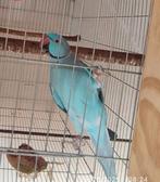 Halsband parkiet man / opaline wkws, Dieren en Toebehoren, Vogels | Parkieten en Papegaaien, Parkiet