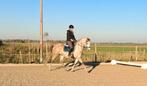 Hele leuke lusitano mix ruin, B, Ruin, 7 tot 10 jaar, Recreatiepony