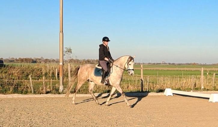 Hele leuke lusitano mix ruin, Dieren en Toebehoren, Pony's, Ruin, B, E pony (1.48m - 1.57m), Recreatiepony, 7 tot 10 jaar, Gechipt