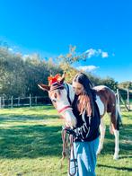 Bonte knappe ruin, Hongre, Vermifugé, 160 à 165 cm, 0 à 2 ans