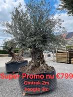 Grote olijfboom, Jardin & Terrasse, Plantes | Arbres, Enlèvement, En pot, Olivier, 100 à 250 cm