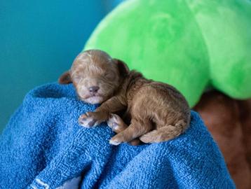 Toy poedel pup reu, kleur rood beschikbaar voor biedingen
