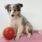 Sheltie Blue Merle (teefjes) Belgische pups te koop, CDV (hondenziekte), Meerdere, Teef, 8 tot 15 weken