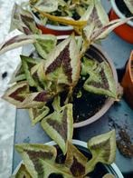 Persicaria Purple Fantasy (winterhard), Ophalen of Verzenden