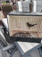 Koppel roodmussen split ino x ino 2025, Dieren en Toebehoren, Geringd