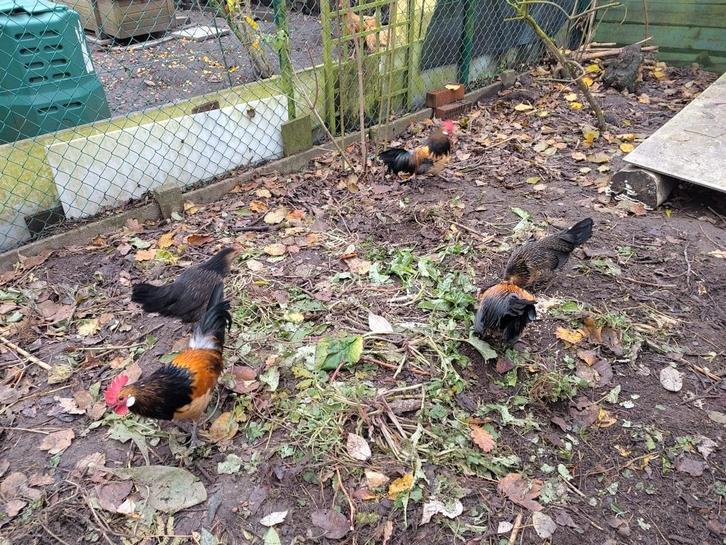 Bassette haan & hen, Animaux & Accessoires, Volatiles