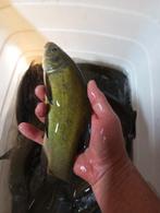 Zelf opgewekte zeelt dokter van de vijver te koop per kg, Dieren en Toebehoren, Vissen | Vijvervissen