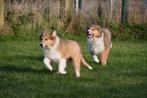 Schotse Collie pups te koop, 15 weken tot 1 jaar, Buitenland, CDV (hondenziekte), Collie