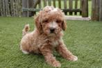 Prachtige maltipoo pup (abrikoos), Dieren en Toebehoren, Honden | Chihuahua's en Gezelschapshonden, België, Overige rassen, CDV (hondenziekte)