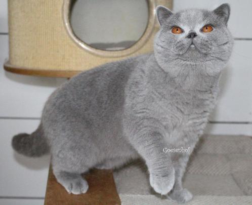 dekkater brits korthaar NIET TE KOOP, Dieren en Toebehoren, Katten en Kittens | Dekkaters, 3 tot 5 jaar