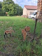 Kameroenschapen 3 ooien, Dieren en Toebehoren, Schapen, Geiten en Varkens, Vrouwelijk, Schaap, 0 tot 2 jaar