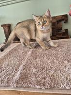 Black golden meisje, Dieren en Toebehoren, Katten en Kittens | Raskatten | Korthaar, Poes, Gechipt