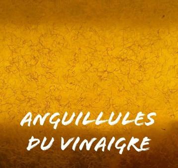 nourriture vivante - anguillules du vinaigre beschikbaar voor biedingen