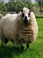 Kerry hill ooi, Animaux & Accessoires, Moutons, Chèvres & Cochons, Mouton, Femelle, 3 à 5 ans