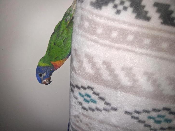 Lori van de blauwe berg, Dieren en Toebehoren, Vogels | Parkieten en Papegaaien