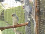 halsbandparkieten bleekstaart opaline en split vogels, Dieren en Toebehoren, Vogels | Parkieten en Papegaaien, Geringd