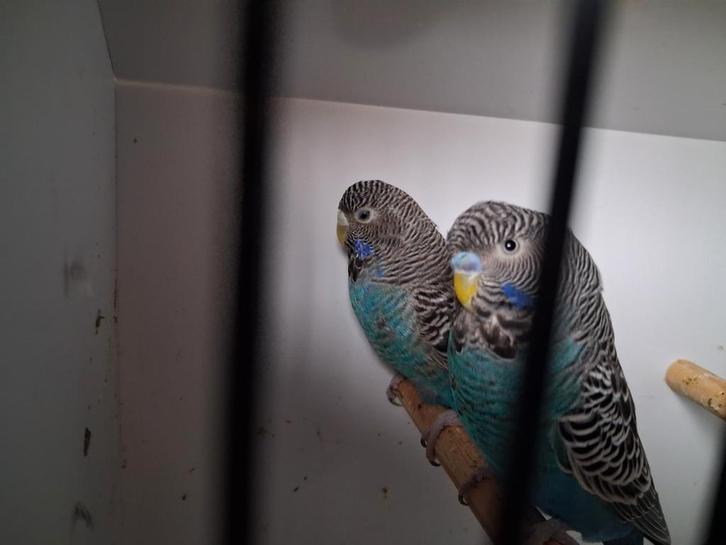 Blackface grasparkieten, Dieren en Toebehoren, Vogels | Parkieten en Papegaaien