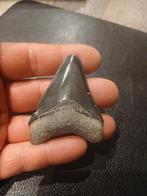 Bone valley megalodon tand, Verzamelen, Mineralen en Fossielen, Ophalen of Verzenden