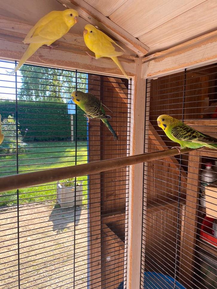Jonge grasparkieten 2025, Dieren en Toebehoren, Vogels | Parkieten en Papegaaien, Parkiet, Meerdere dieren