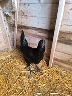 Ayam cemani 15 euro jonge haan, Dieren en Toebehoren, Pluimvee