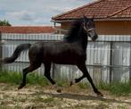 2.5 yo dressage, Dieren en Toebehoren, Paarden, Hengst, 170 tot 175 cm, Dressuurpaard, 0 tot 2 jaar