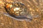 Escargots d'eau douce (Physes), Poisson d'eau douce, Escargot ou Mollusque