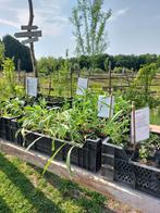 Allerlei planten te koop, Ophalen