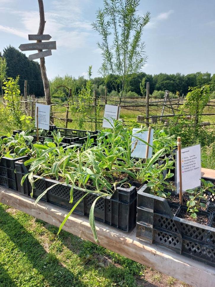 Allerlei planten te koop, Tuin en Terras, Planten | Tuinplanten, Ophalen