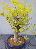 Bonsai Celtis Chinensis - Oosterse Netelboom Bonsai, Tuin en Terras, Ophalen