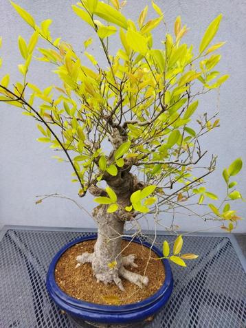 Bonsai Celtis Chinensis - Oosterse Netelboom Bonsai beschikbaar voor biedingen