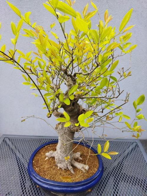 Bonsai Celtis Chinensis - Oosterse Netelboom Bonsai, Tuin en Terras, Overige Tuin en Terras, Ophalen