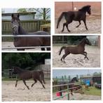 Knappe nrps, Dieren en Toebehoren, Onbeleerd, Merrie, Gechipt, Dressuurpony