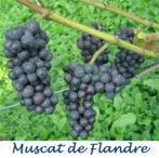 DRUIVELAARS oa MUSCAT DE FLANDRE, lekkere Blauwe druiven 12€, Vaste plant, Fruitplanten, Ophalen of Verzenden, Lente