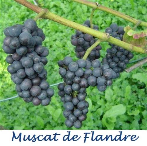 DRUIVELAARS oa MUSCAT DE FLANDRE, lekkere Blauwe druiven 12€, Tuin en Terras, Planten | Tuinplanten, Vaste plant, Fruitplanten